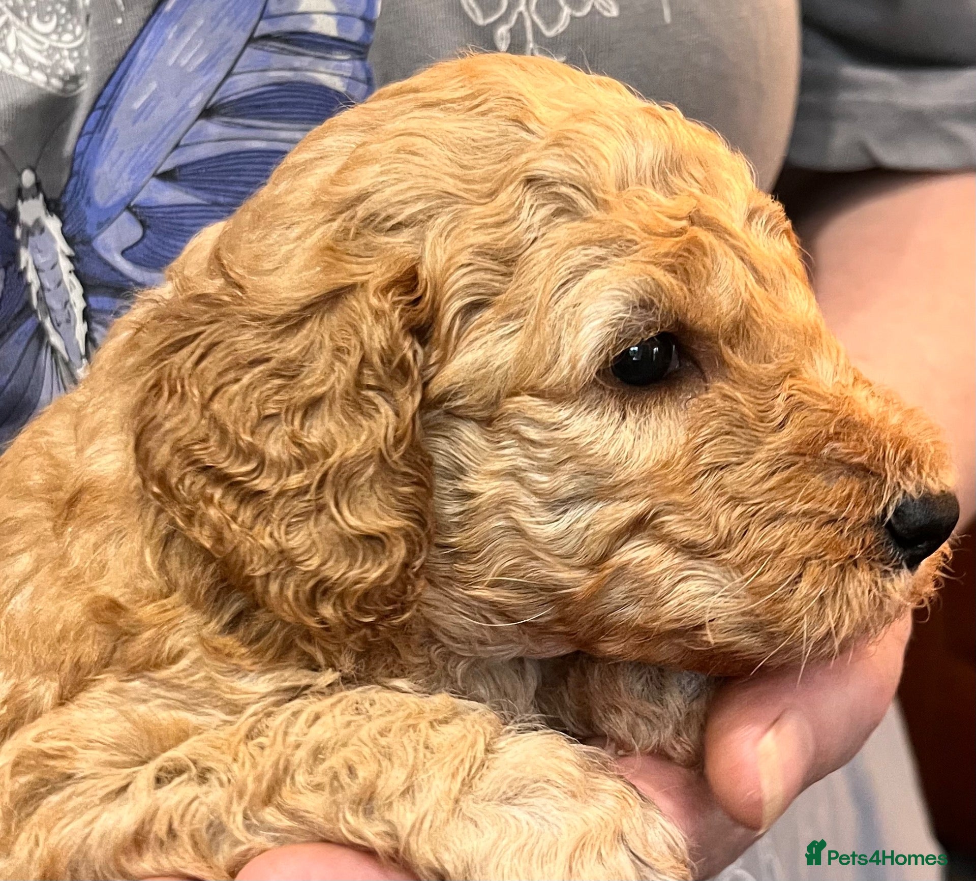 Goldendoodle dogs GoldenDoodle F1b  - Advert 2