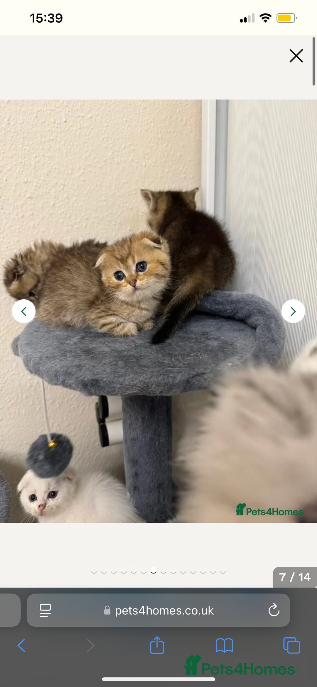 Scottish Fold cats for sale: Male Scottish Fold - Image 5