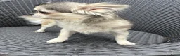 Chihuahua dogs for stud: Thailand KC reg.tiny husky marking boy DNA tested  - Advert 6