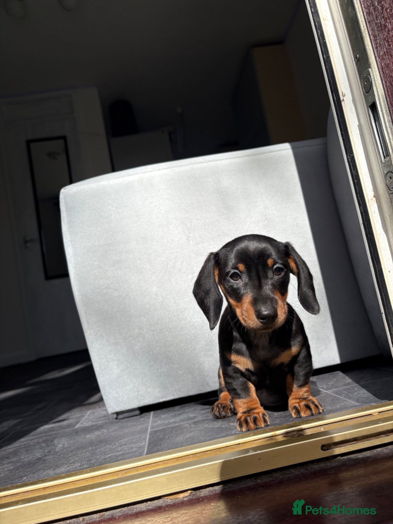 Dachshund dogs Last Black and Tan standard dachshund boy  - Advert 1