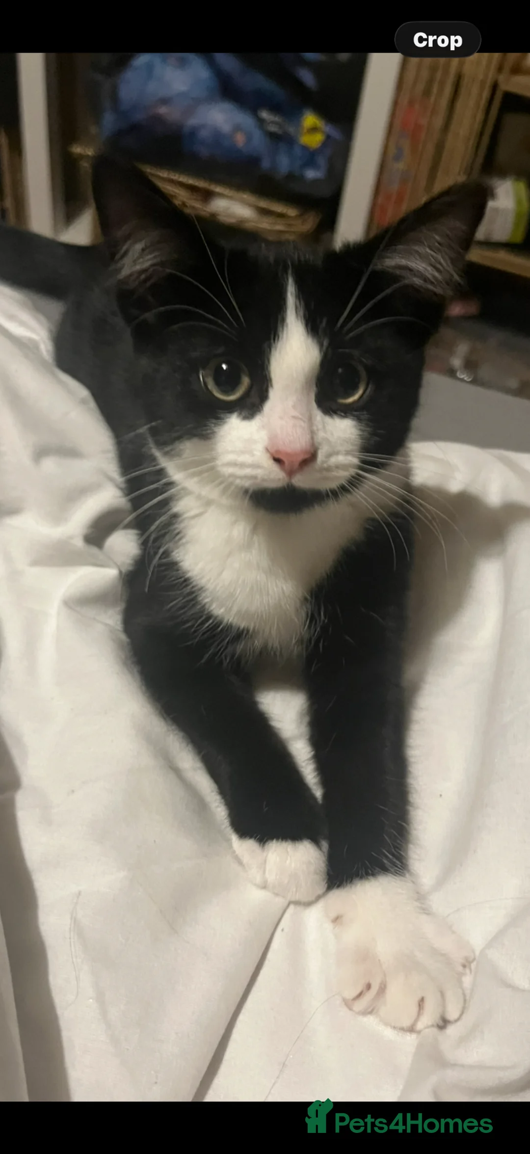 Mixed Breed cats for sale: Black and White cat in Redcar - Advert 1