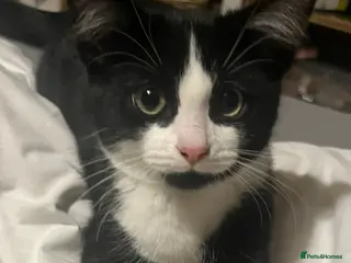 Mixed Breed cats Black and White cat - Advert 2