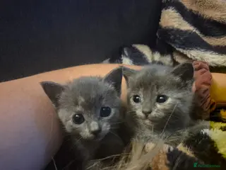 Mixed Breed cats Three female kittens - Advert 5
