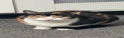 Mixed Breed cats for sale: Beautiful Calico Cat Ready for a Home - Advert 8