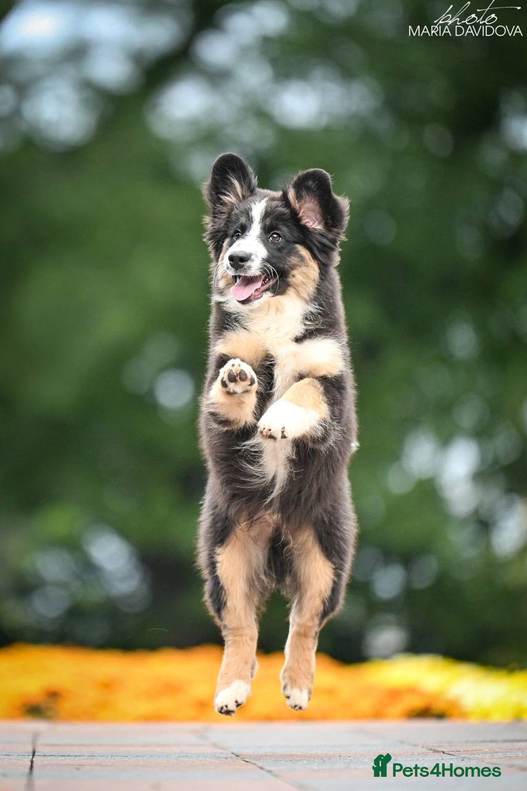 Miniature American Shepherd dogs for sale: miniature American shepherd - Image 5