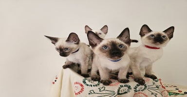 Siamese cats - Advert 6