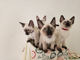 Siamese cats - Advert 7