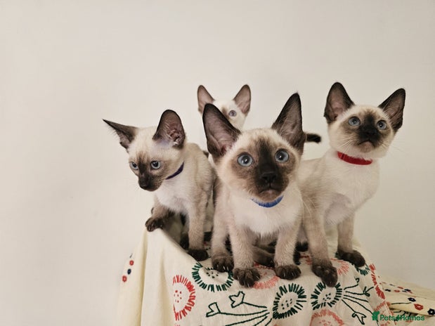 Siamese cats - Advert 4