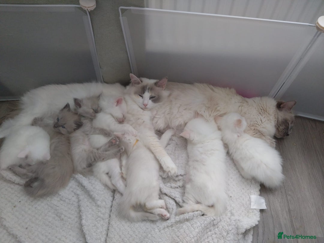 Ragdoll cats for sale: Pedigree Ragdoll Kittens for sale - Image 7