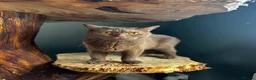 British Shorthair cats for sale: Retiring BSH Active Reg. Cinnamon Queen - Advert 2