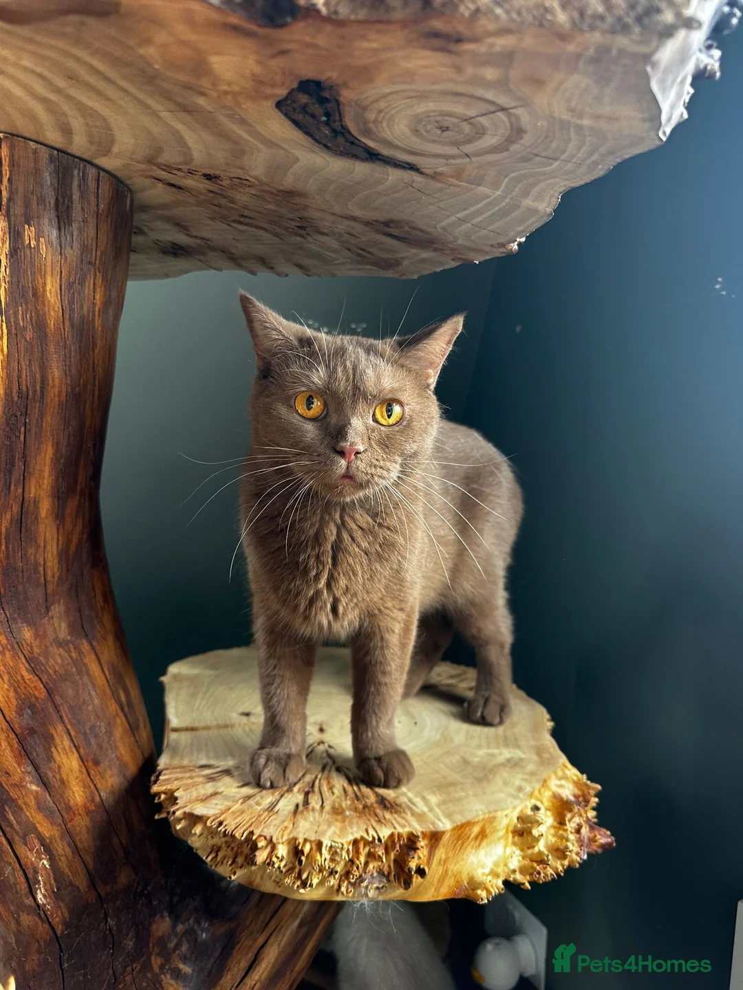 British Shorthair cats for sale: Retiring BSH Active Reg. Cinnamon Queen - Advert 2