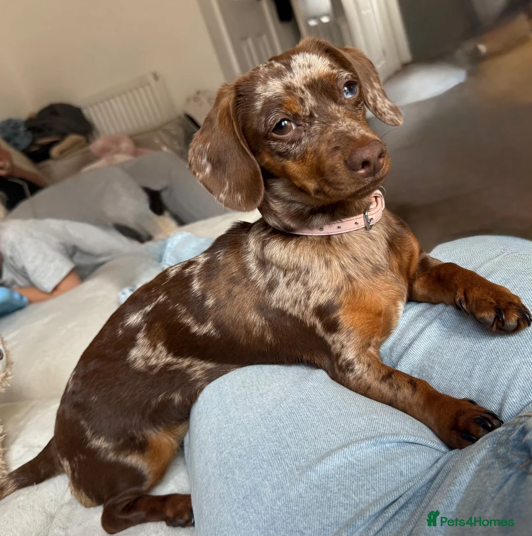 Dachshund dogs for sale:  Beautiful Miniature Dachshund Puppies 💖 - Advert 2