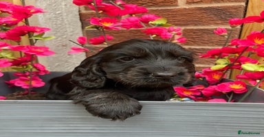 Cocker Spaniel dogs - Advert 15