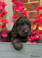 Cocker Spaniel dogs - Advert 15