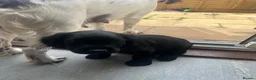 Sprocker dogs for sale: One sprocker boy left  - Advert 6