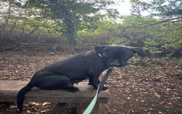 Cane Corso dogs for sale: Cane corso puppies - Image 4