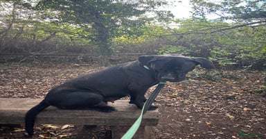 Cane Corso dogs - Advert 7