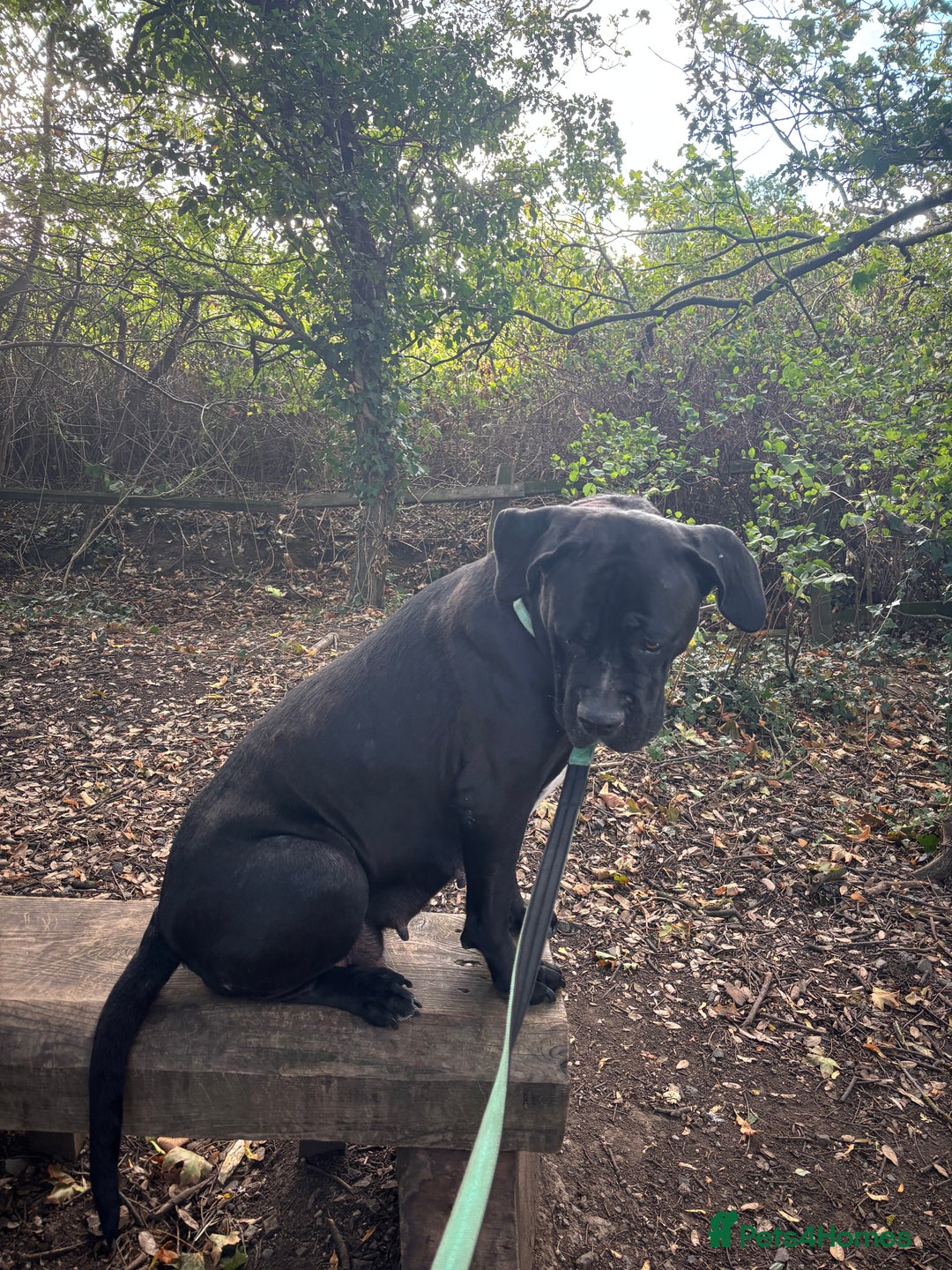 Cane Corso dogs for sale: Cane corso puppies - Image 4
