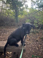 Cane Corso dogs - Advert 7