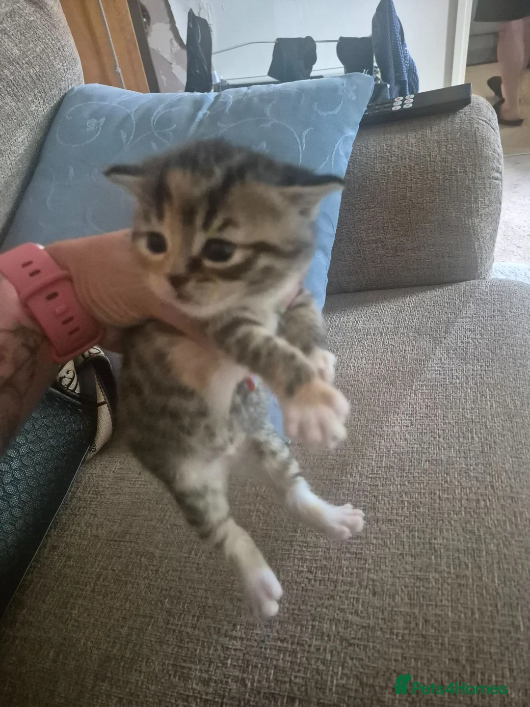 Mixed Breed cats for sale: 1 beautifull  half ragdoll baby left ready 18t aug - Advert 26