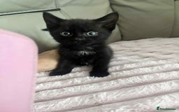 British Shorthair cats for sale: Beautiful British Shorthair Kittens - Image 3