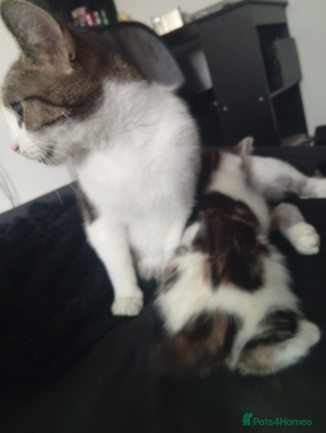 Mixed Breed cats for sale: Lovely female look for home - Image 3