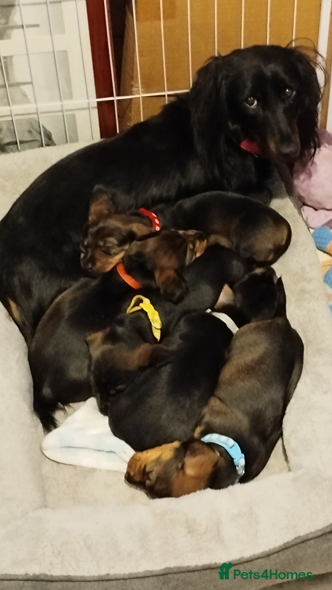 Dachshund dogs Adorable puppies4sale♥️💙 - Advert 1