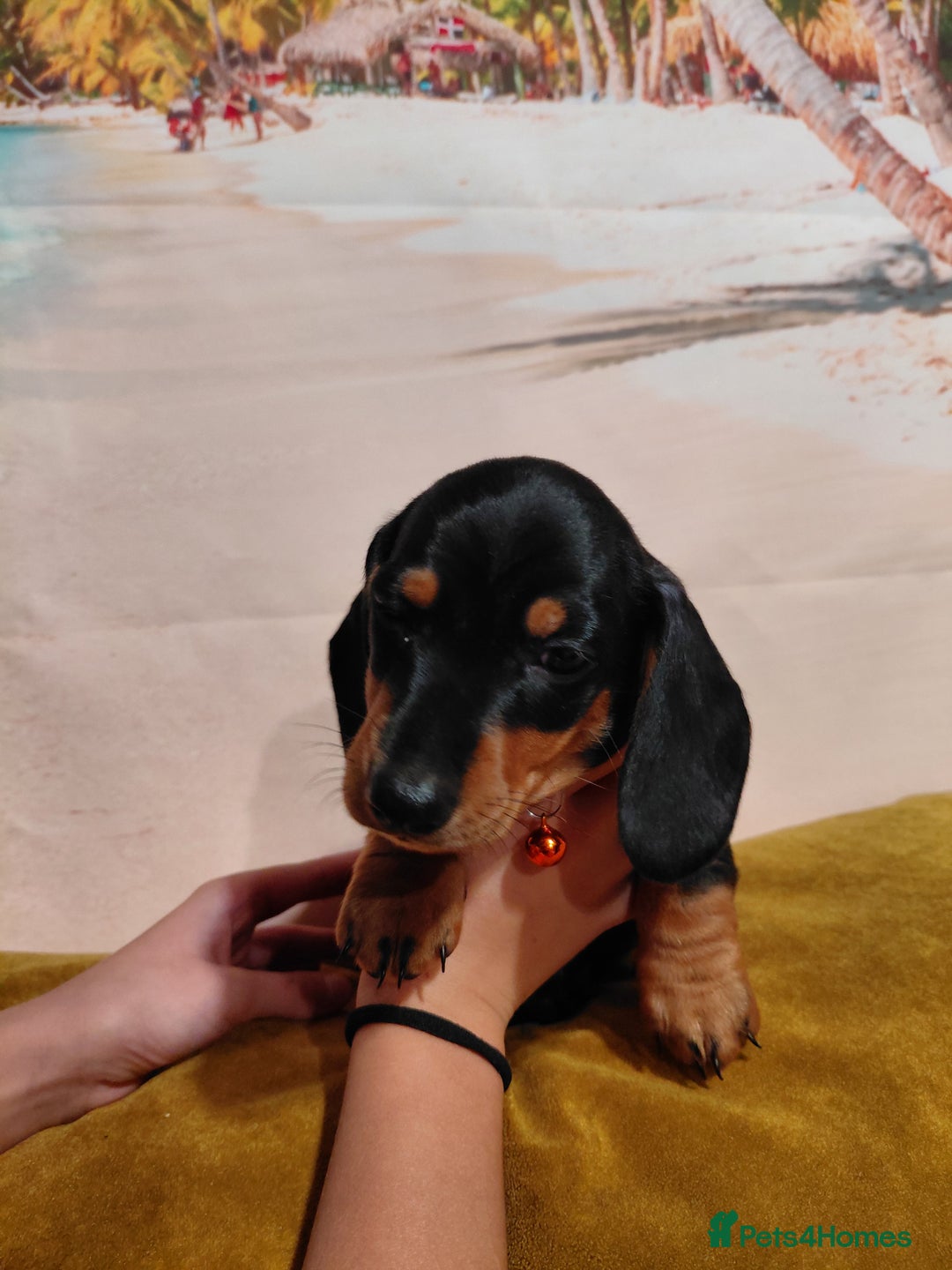 Miniature Dachshund dogs for sale: Miniature Dashund puppies  - Image 7