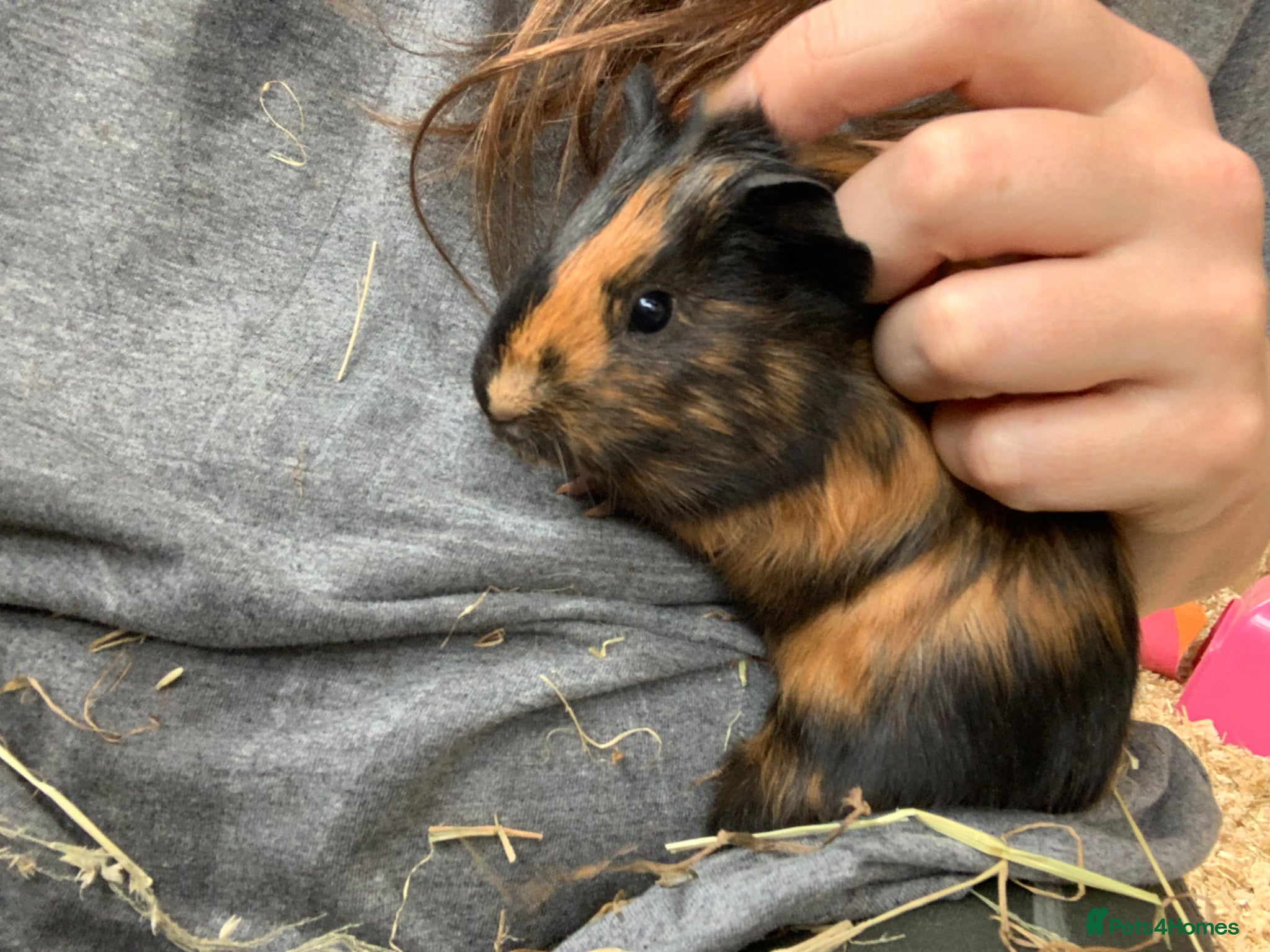 Guinea Pig rodents Two Girls and a Boy  - Advert 17