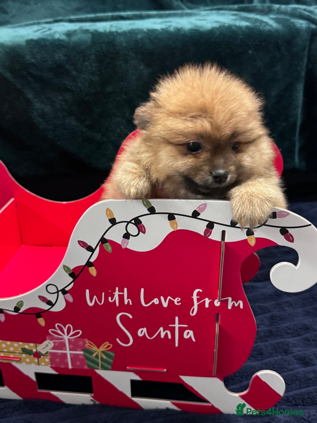 Pomeranian dogs for sale: FLUFFY POMERANIAN FOR SALE 🥰 - Advert 2