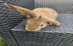 Mixed Breed rabbits for sale: Baby rabbits  - Image 2