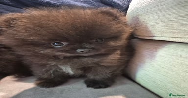 Pomeranian dogs - Advert 1