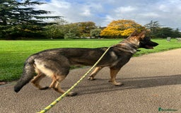 German Shepherd dogs for sale: German Shepherd Puppy (12 months) - Image 4