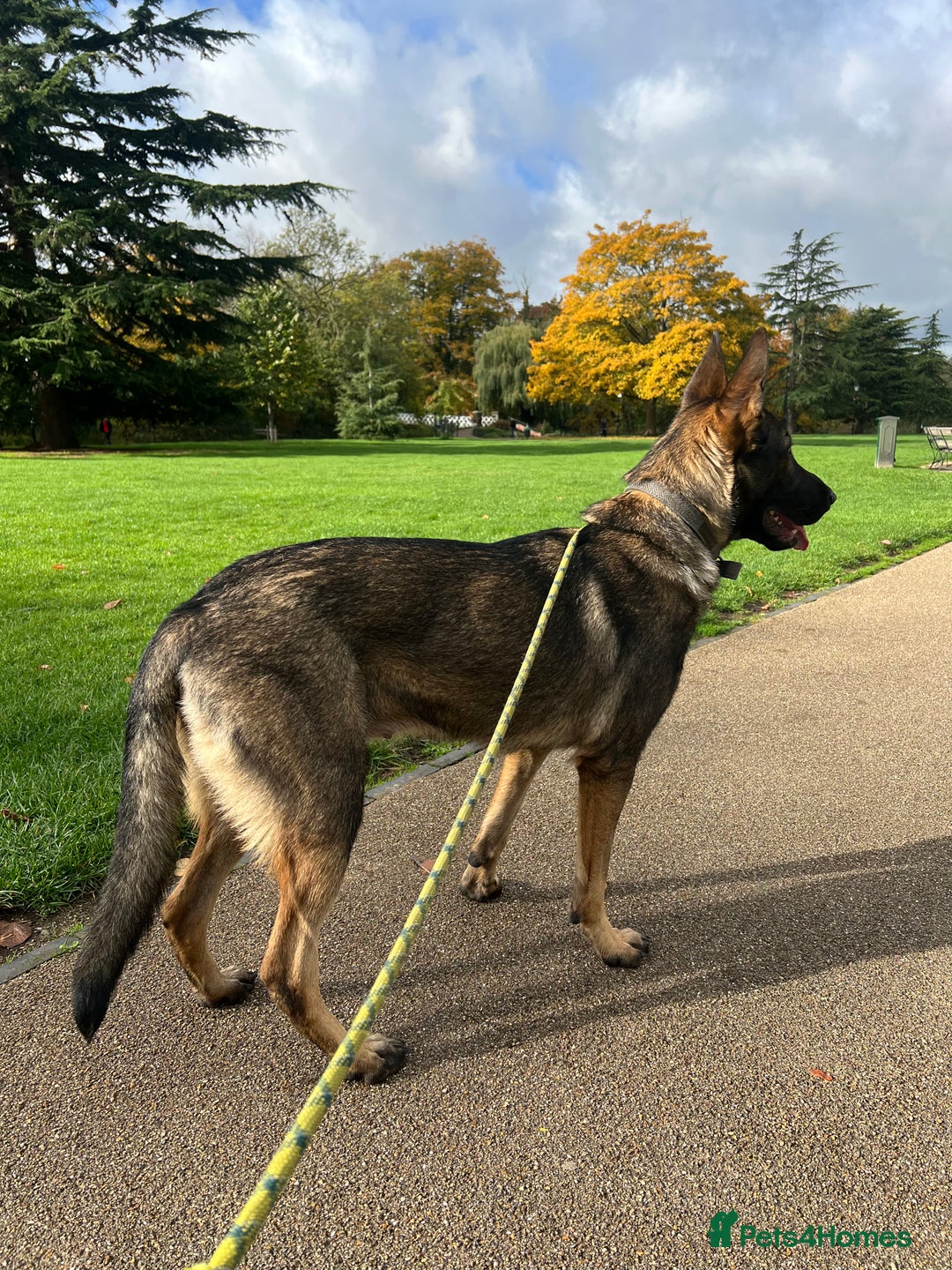 German Shepherd dogs for sale: German Shepherd Puppy (12 months) - Image 4