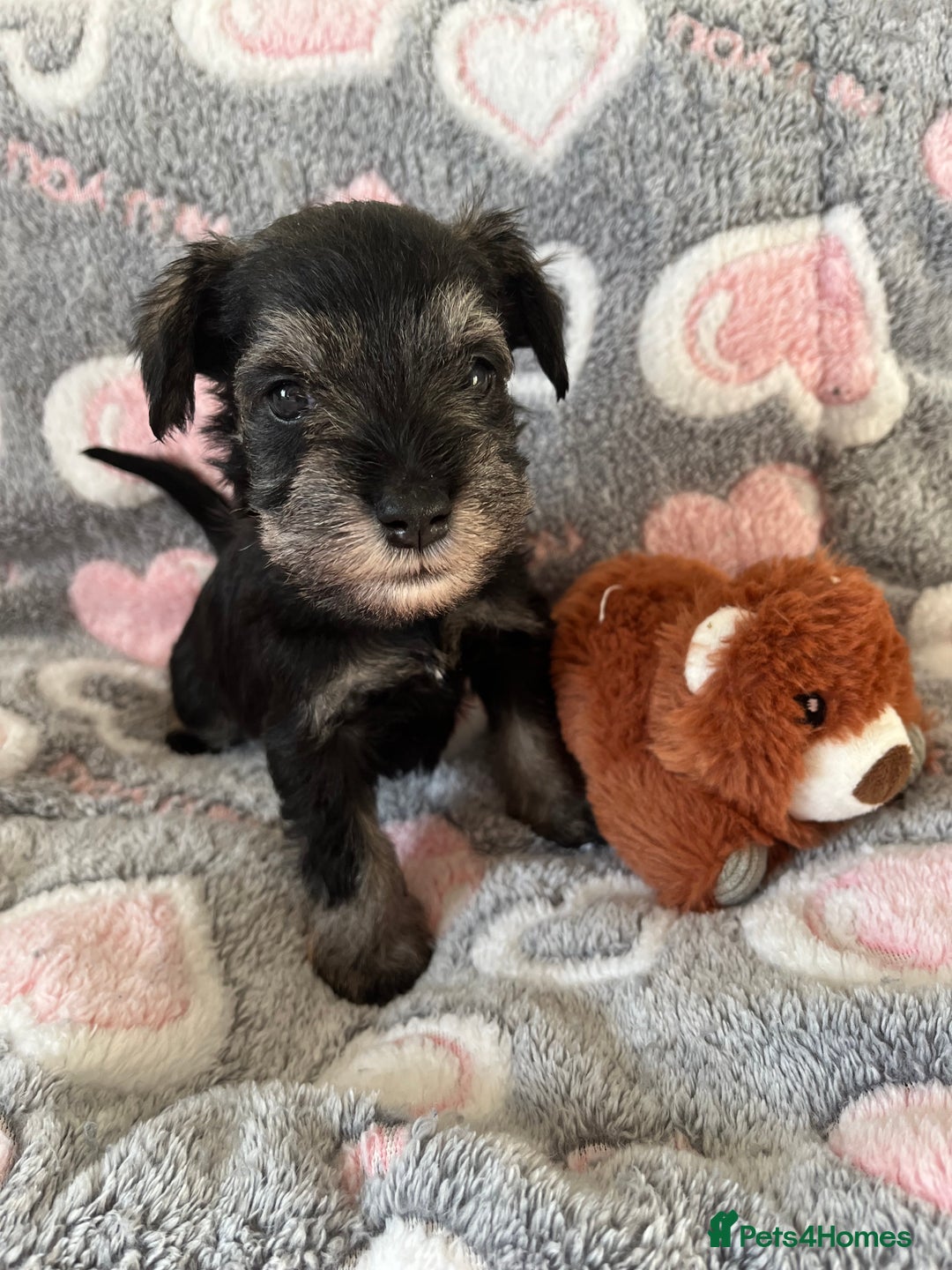Miniature Schnauzer dogs for sale: Beautiful KC miniature Schnauzers  - Advert 32