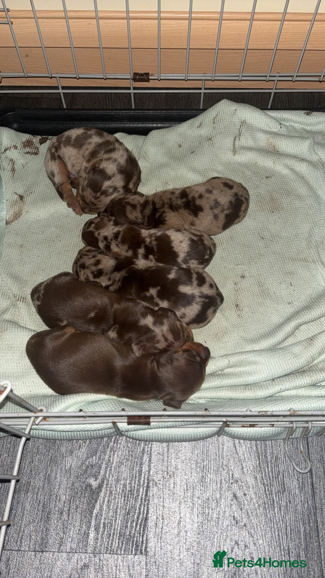 Dachshund dogs for sale: Miniature dashshund puppy’s  - Advert 2