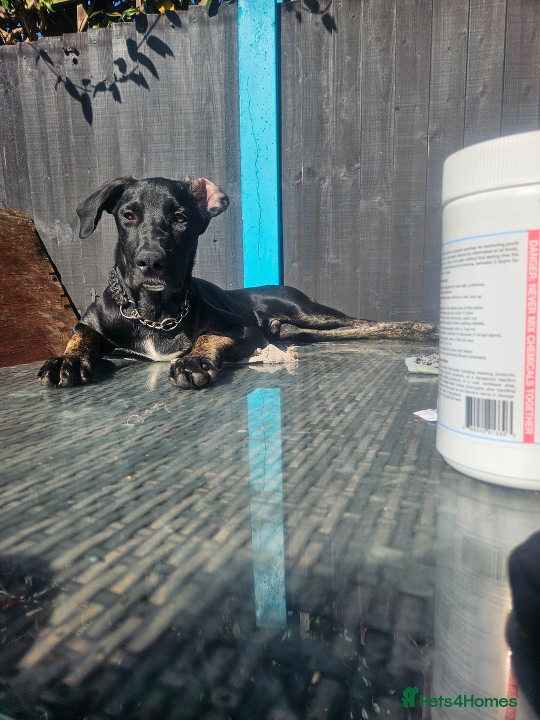Mixed Breed dogs for sale: Cane corso cross german shepherd  - Image 2