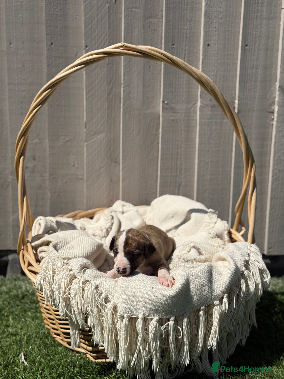 Whippet dogs for sale: Beautiful pedigree whippet puppies  - Image 6