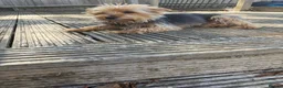 Yorkshire Terrier dogs for sale: Yorkshire terrier  in Basingstoke - Advert 4