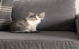 Bengal cats for sale: Three Beautiful Bengal Cross Kittens (boys)  - Image 4