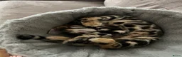 Bengal cats for sale: ✨STUNNING Bengal Kittens ✨ !!! Only one Left !!! - Advert 8