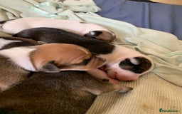 Staffordshire Bull Terrier dogs for sale: Staffordshire Bull Terrier puppies  - Image 11