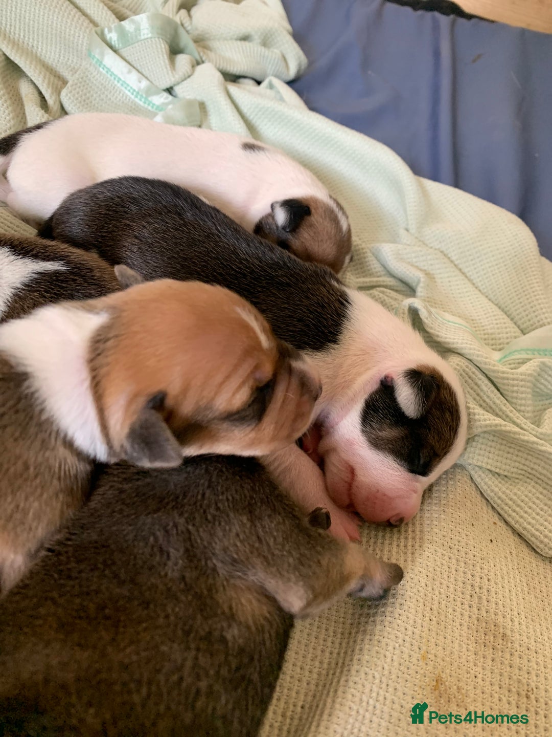 Staffordshire Bull Terrier dogs for sale: Staffordshire Bull Terrier puppies  - Image 11