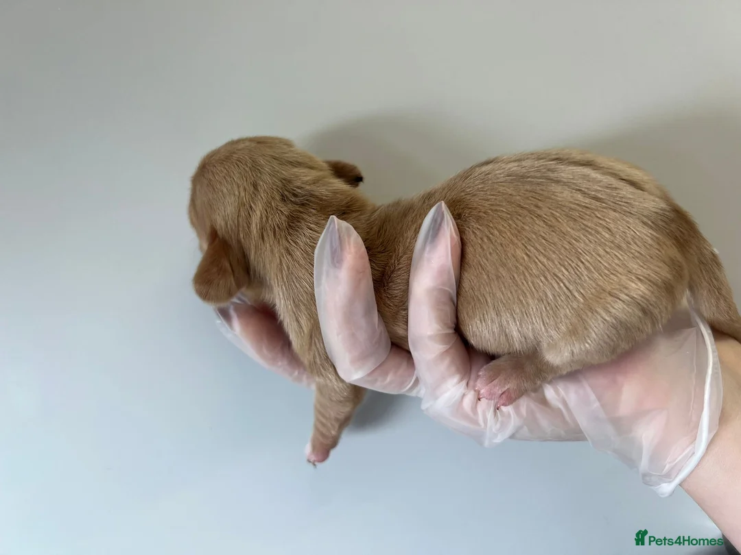 Miniature Dachshund dogs for sale: Beautiful KC Registered Minature Dachshunds  in Portsmouth - Advert 2