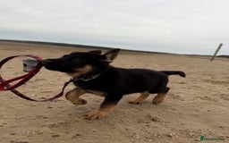 German Shepherd dogs for sale: German Shepherd Puppy (4 months old) - Image 4