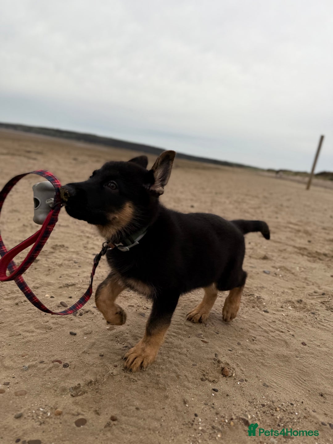 German Shepherd dogs for sale: German Shepherd Puppy (4 months old) - Image 4