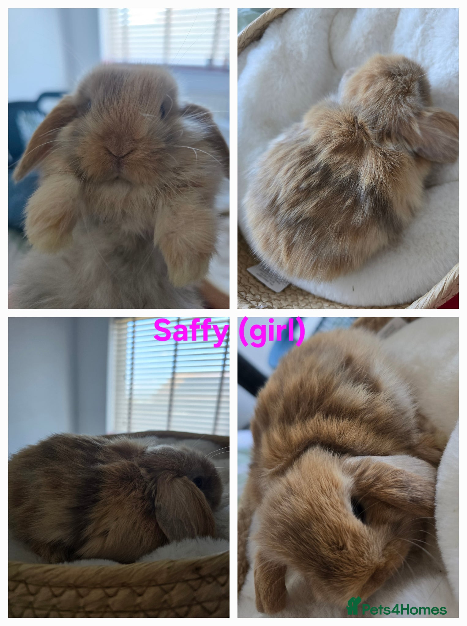 Mini Lop rabbits Beautiful mini lops x10 - Advert 2