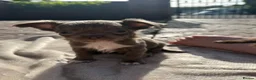 Chihuahua dogs for sale: 3 beautiful KC babies  - Advert 24