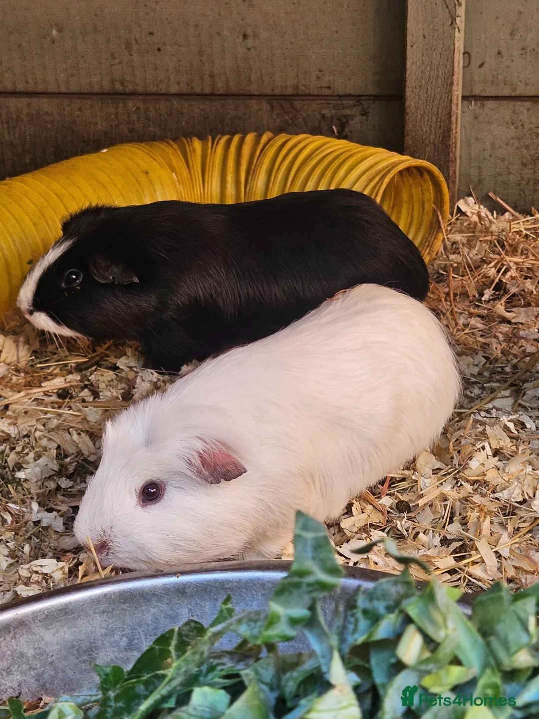 Guinea Pig rodents for sale: 5 male guinea pigs  - Advert 11