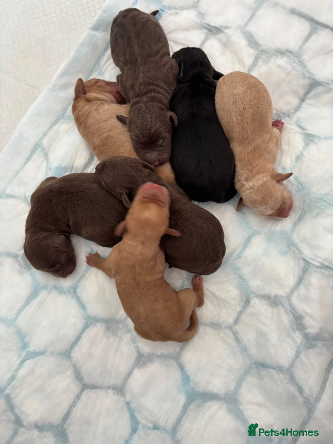 Mixed Breed dogs for sale: Gorgeous littler of puppies - Advert 2